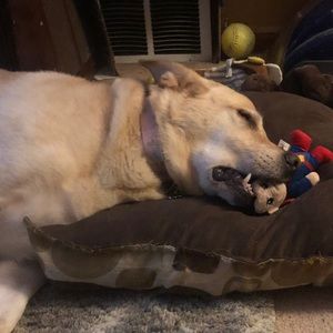 Meet your Posher, George